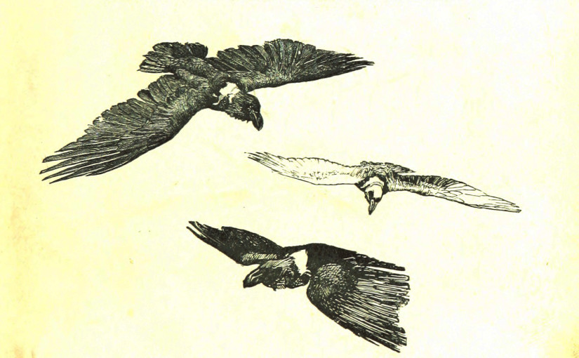 The Kilima-njaro Expedition. A record of scientific exploration