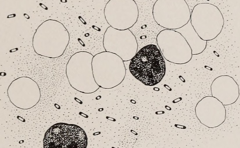 16585641890_0f72771450_o